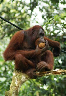  「オランウータンの贈り物」：13世紀マレーシアの神秘的な森から生まれた、友情と寛容の物語！