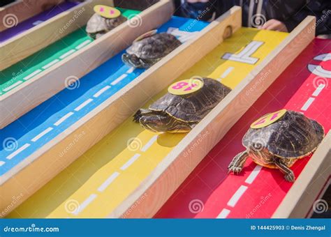  「Racing Turtles」：18 世紀タイの民話から、友情と競争の本質を探る！